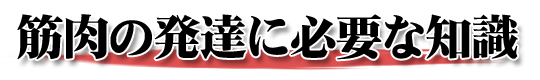 筋肉発達の知識