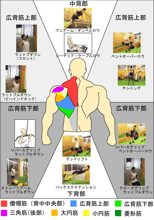 背中トレーニング種目一覧