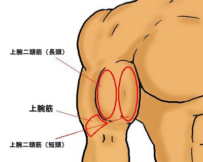 上腕二頭筋の構造